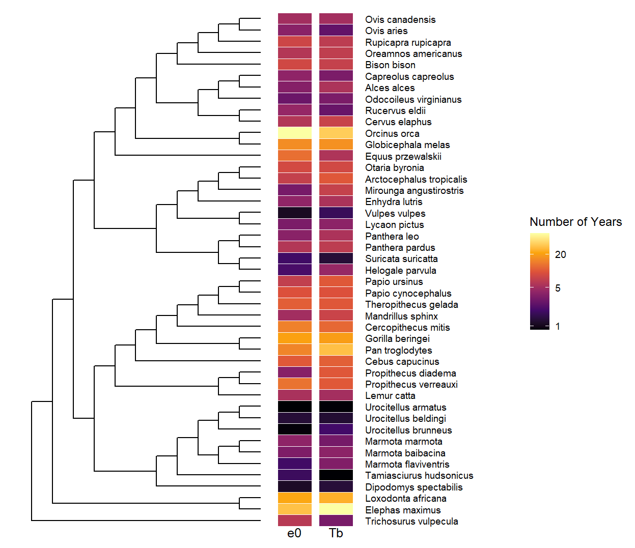 Phylogeny of the different species